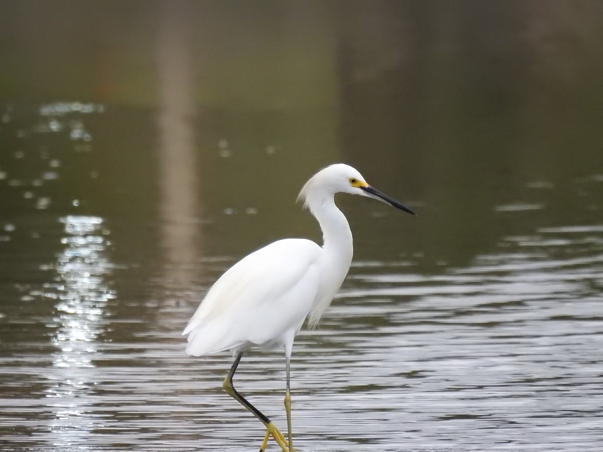 Snowy Egret - Juan Carlos🦉 Crespo