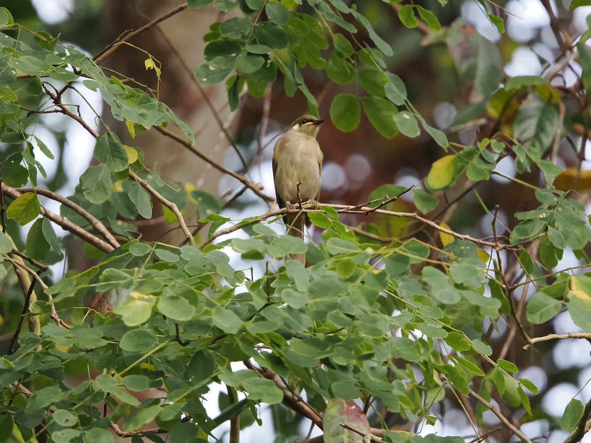 Graceful Honeyeater - ML622860331