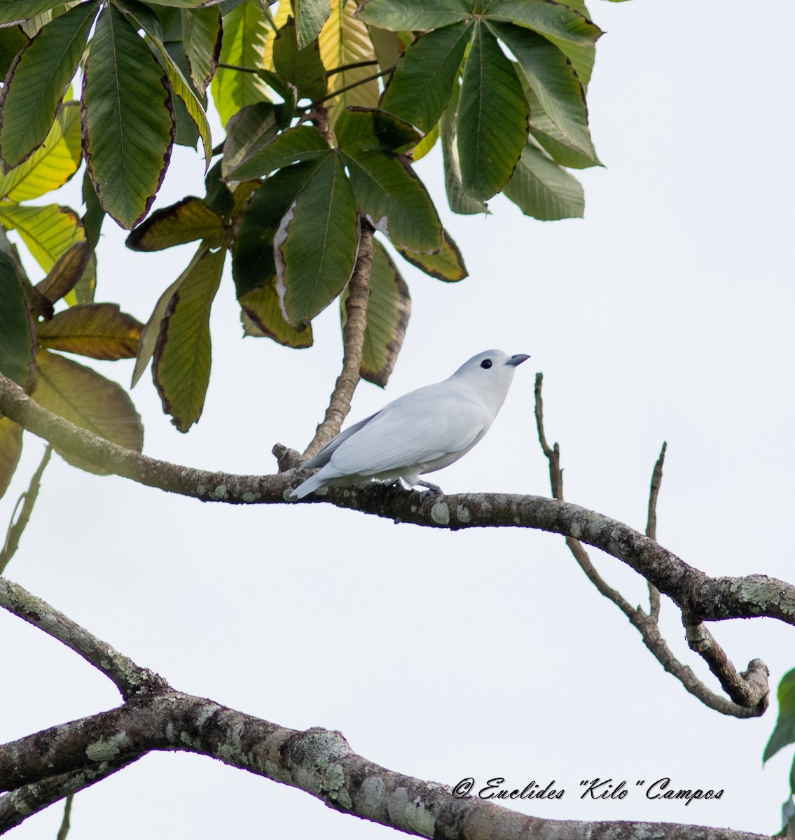 Snowy Cotinga - ML622860380