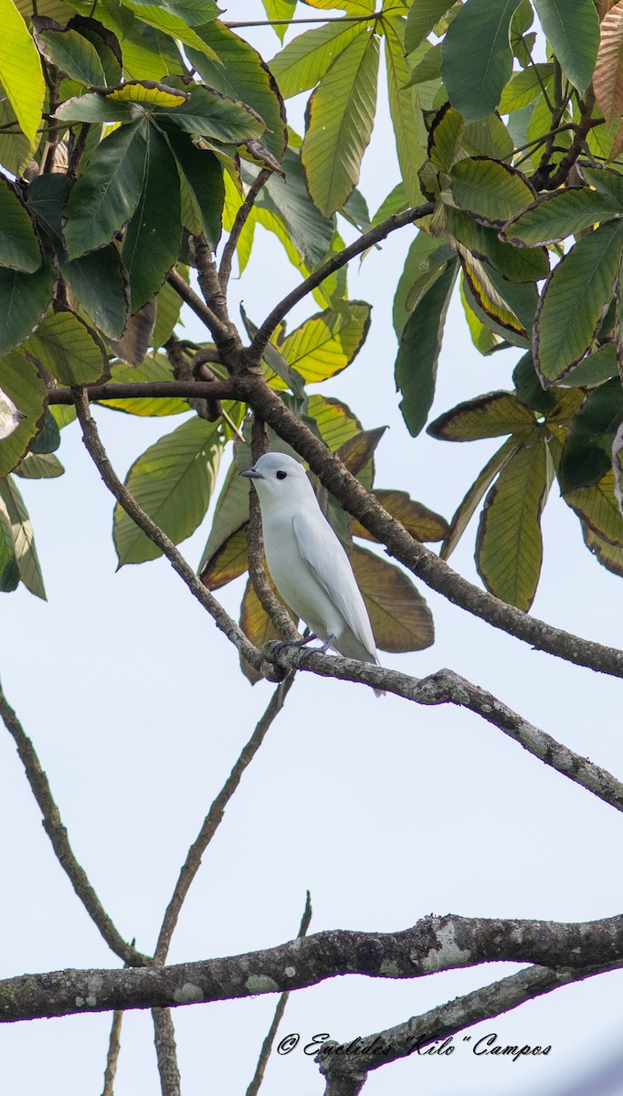 Snowy Cotinga - ML622860381