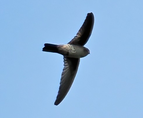 Australian Swiftlet - ML622860383