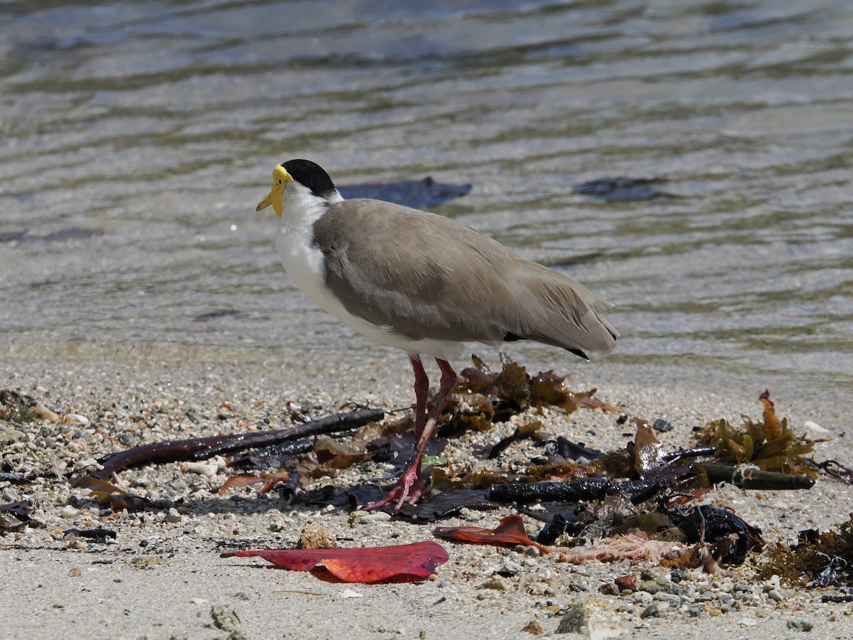 Masked Lapwing - ML622860388