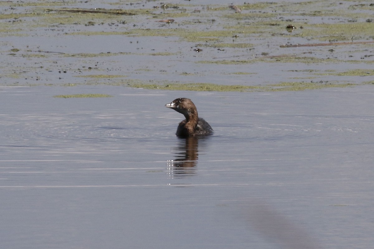 Pied-billed Grebe - Pranav Kumar