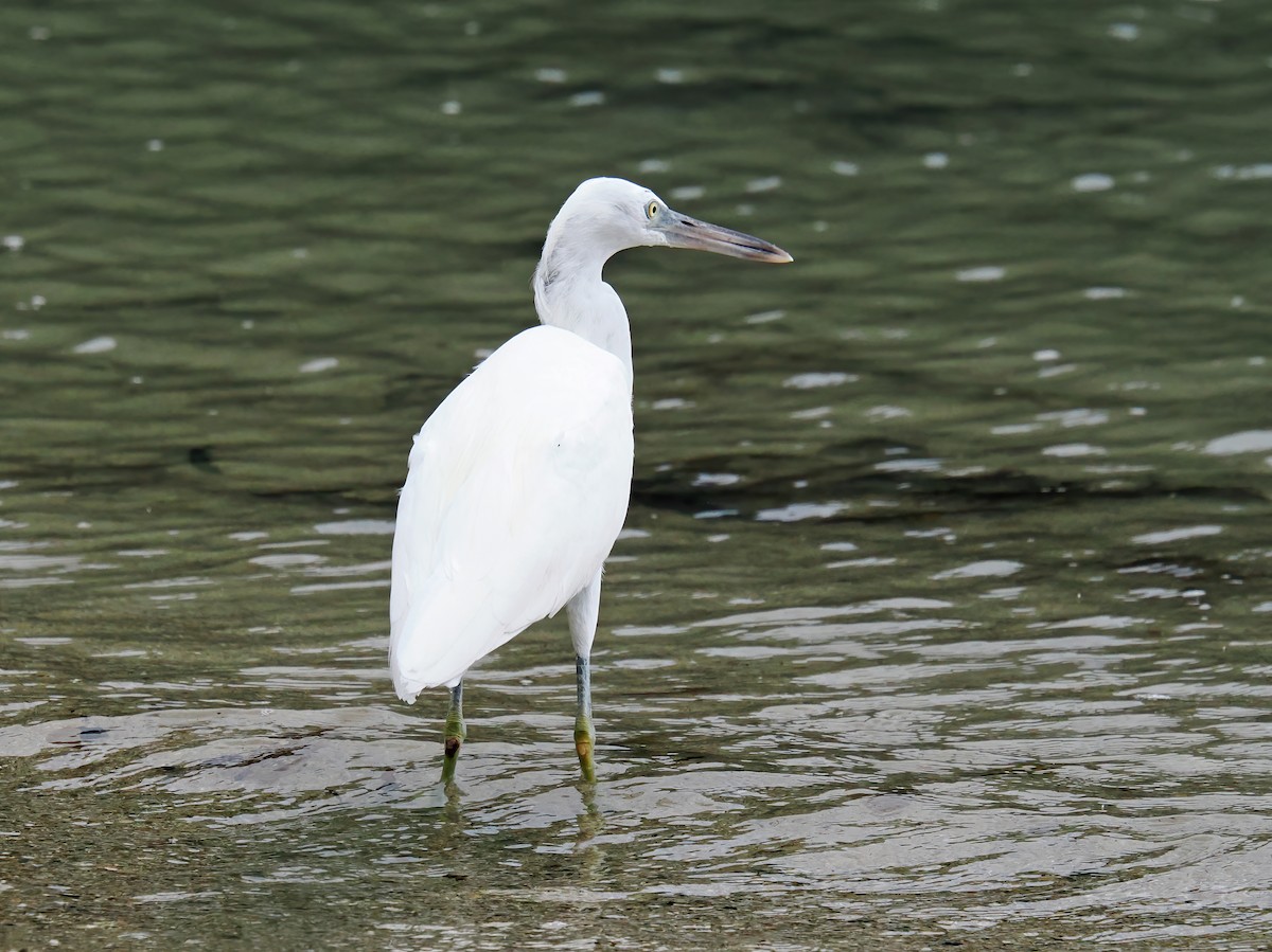 Pacific Reef-Heron - ML622860401