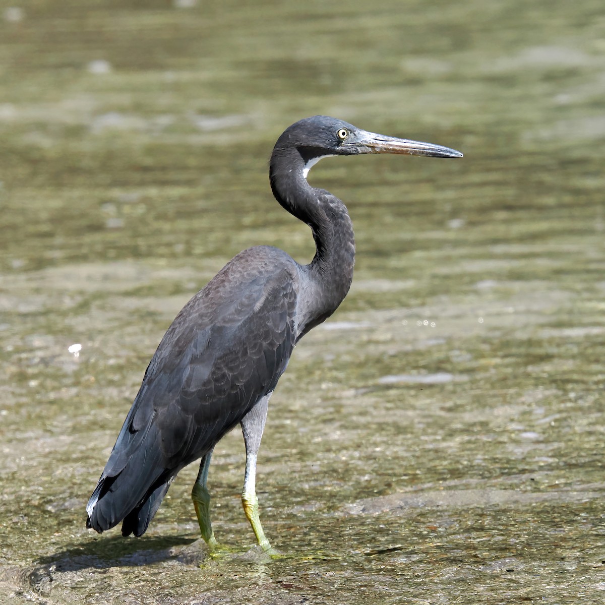 Pacific Reef-Heron - ML622860402