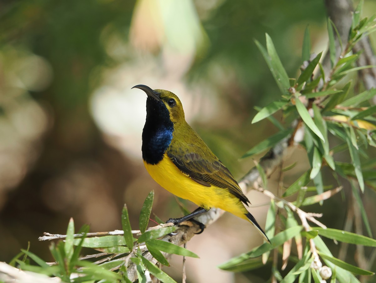 Sahul Sunbird - Tony Richards