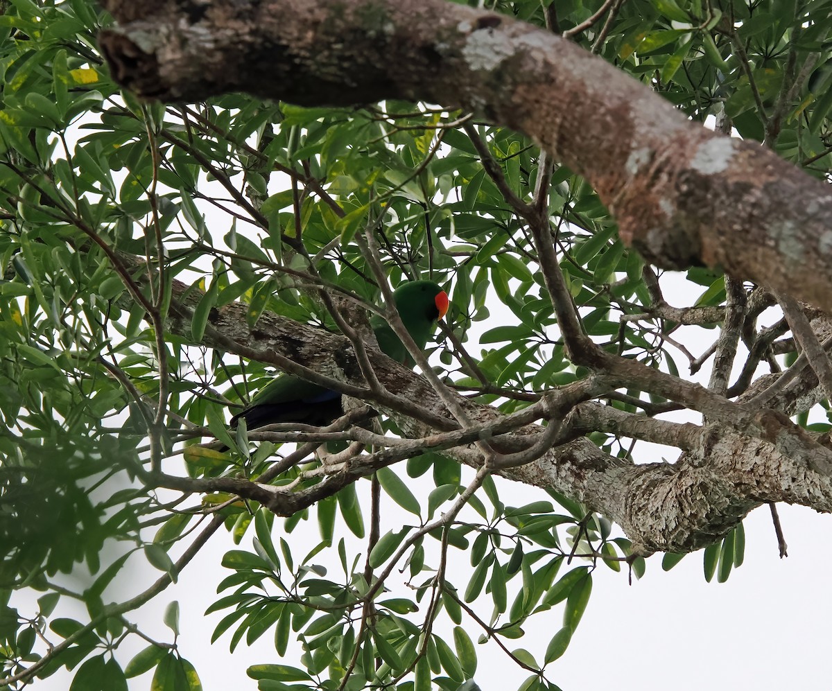 Loro Ecléctico de Nueva Guinea - ML622860459