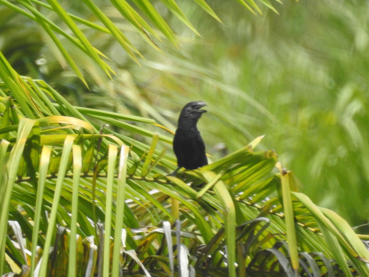 Smooth-billed Ani - ML622860480