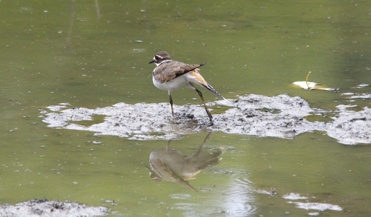 Killdeer - Becky Lutz