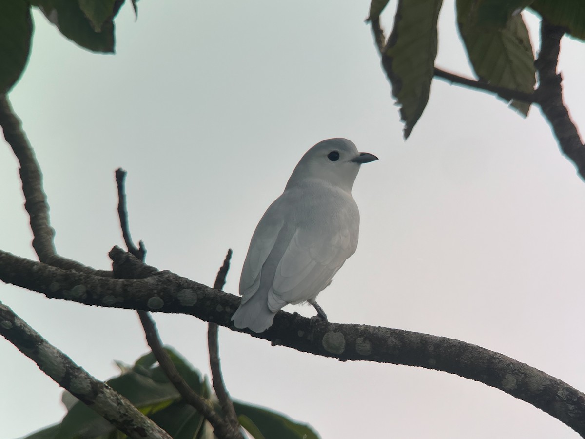 Snowy Cotinga - ML622860515