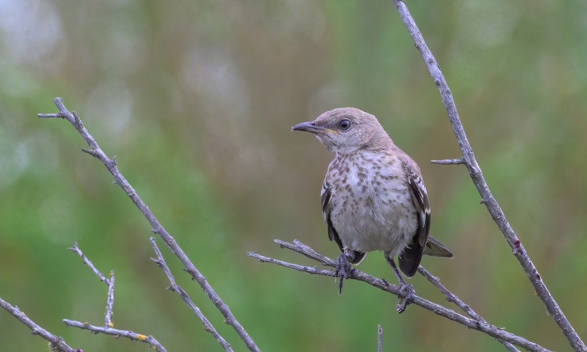 Northern Mockingbird - ML622860518