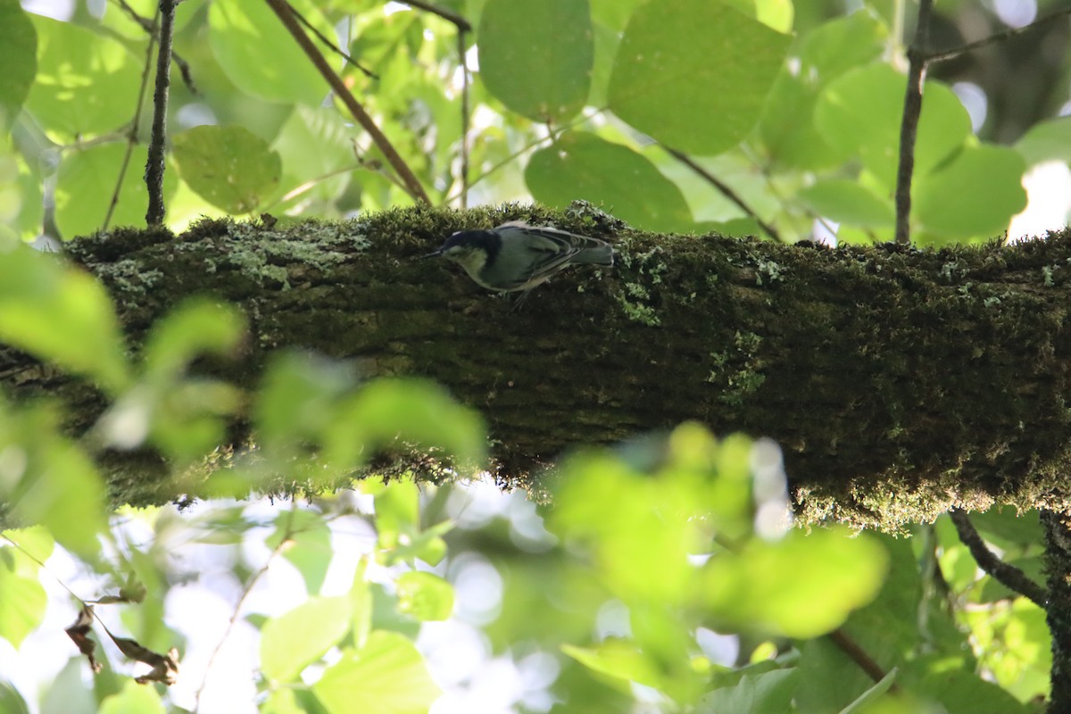 White-breasted Nuthatch - ML622860573