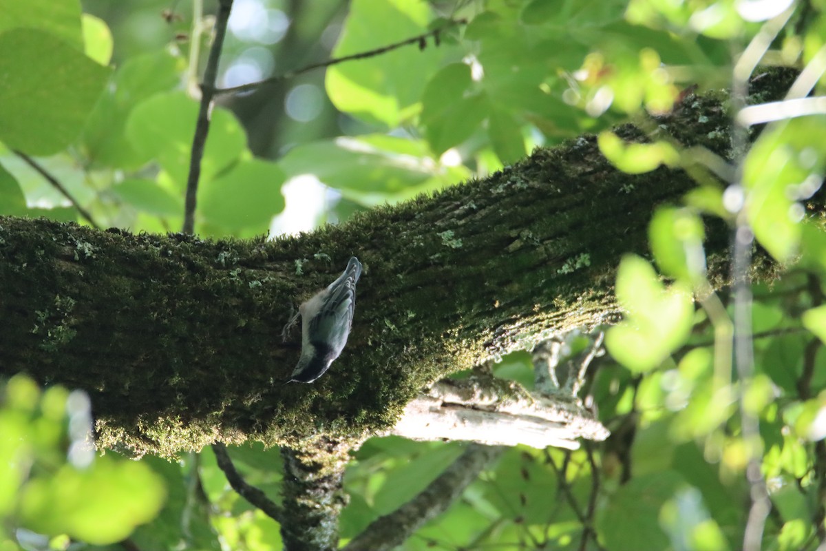 White-breasted Nuthatch - ML622860574