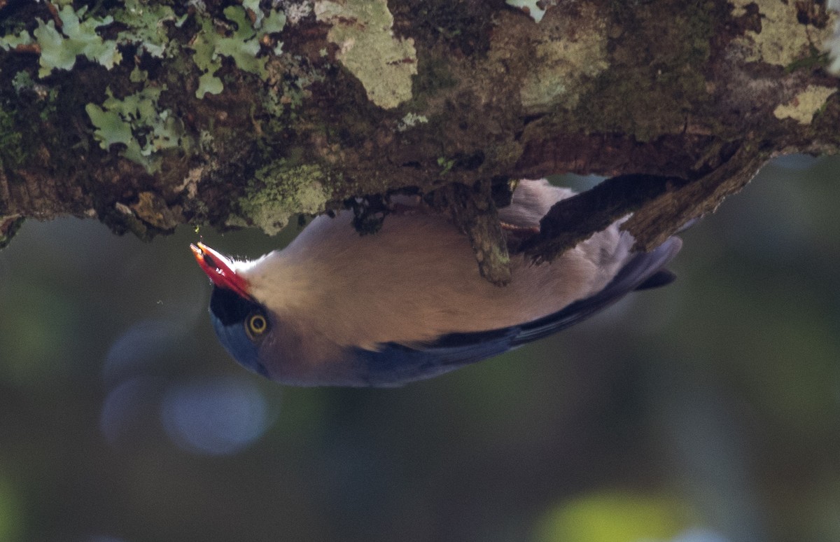 Velvet-fronted Nuthatch - ML622860583