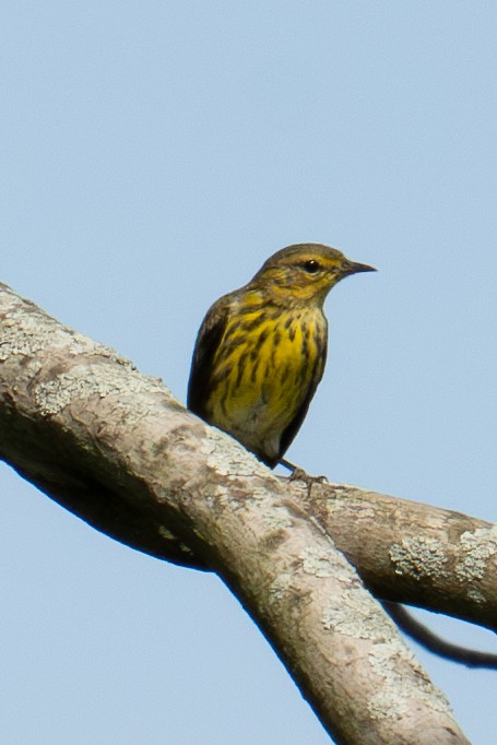 Cape May Warbler - Katie Kravitz