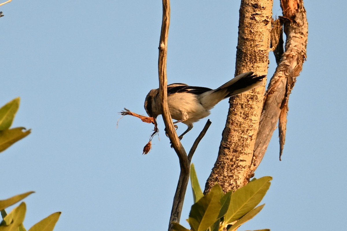 Loggerhead Shrike - Wayne Wauligman