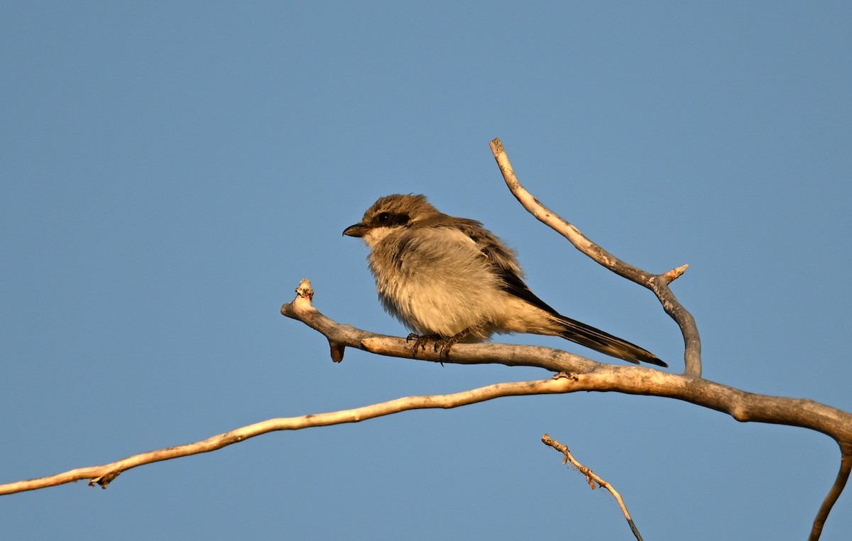 Loggerhead Shrike - Wayne Wauligman