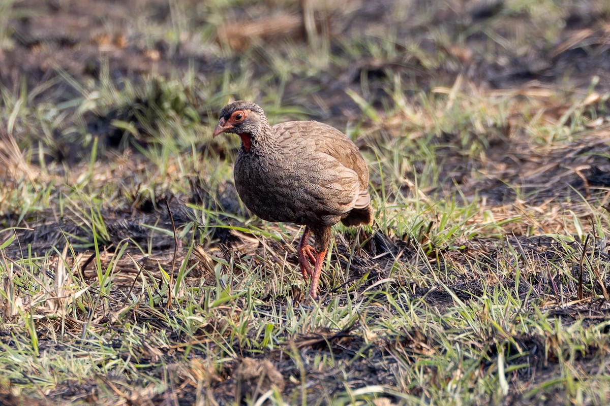 Red-necked Spurfowl - Steve Popple