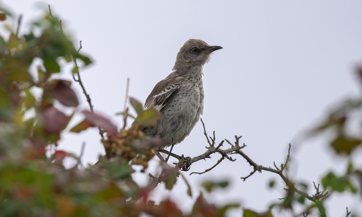 Northern Mockingbird - ML622860685