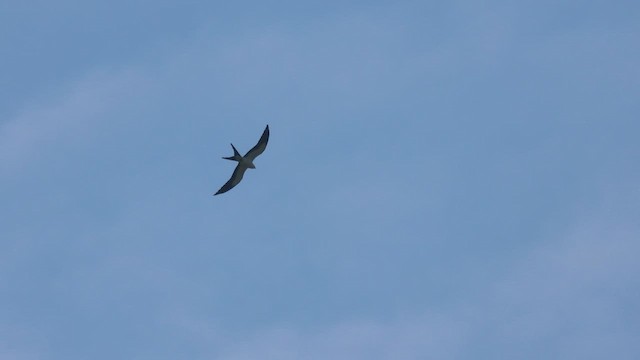 Swallow-tailed Kite - ML622860712