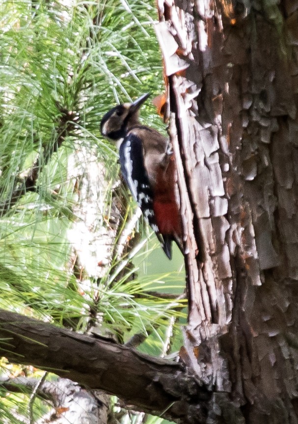 Great Spotted Woodpecker - ML622860727