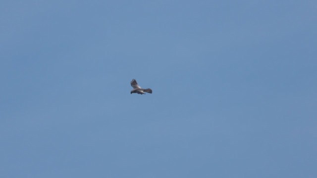 Mississippi Kite - ML622860729