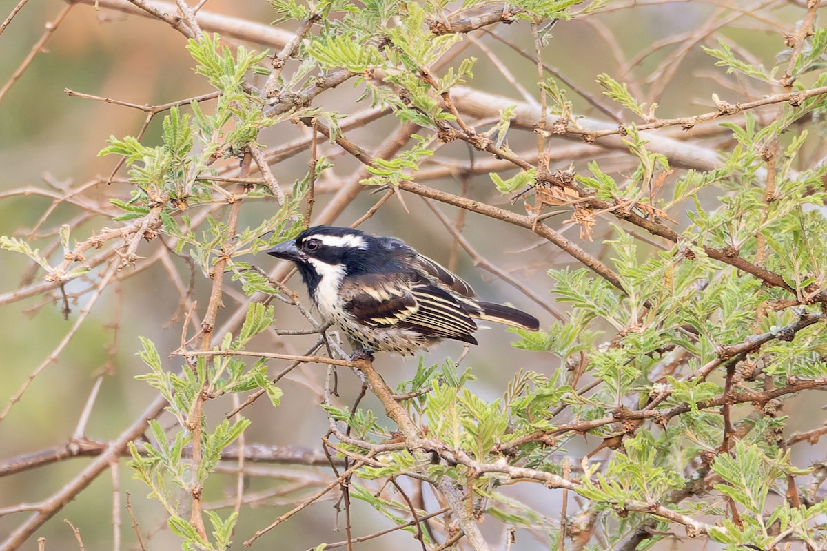 Tränenbartvogel - ML622860742