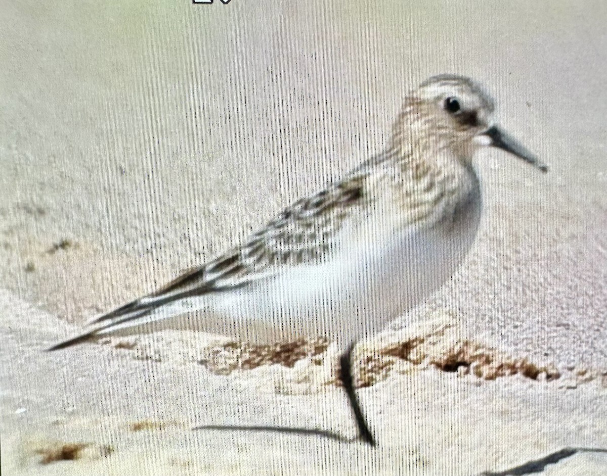 Baird's Sandpiper - ML622860751