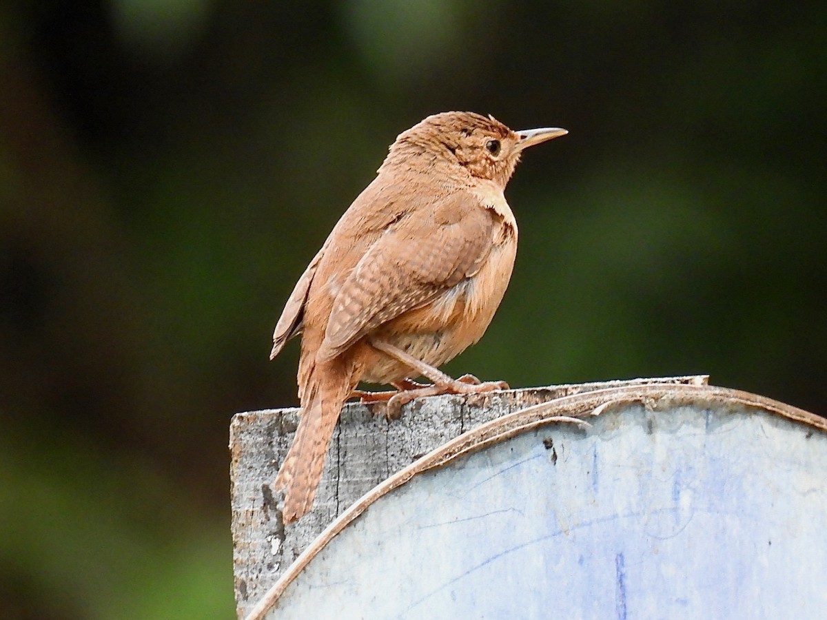 House Wren - ML622860830