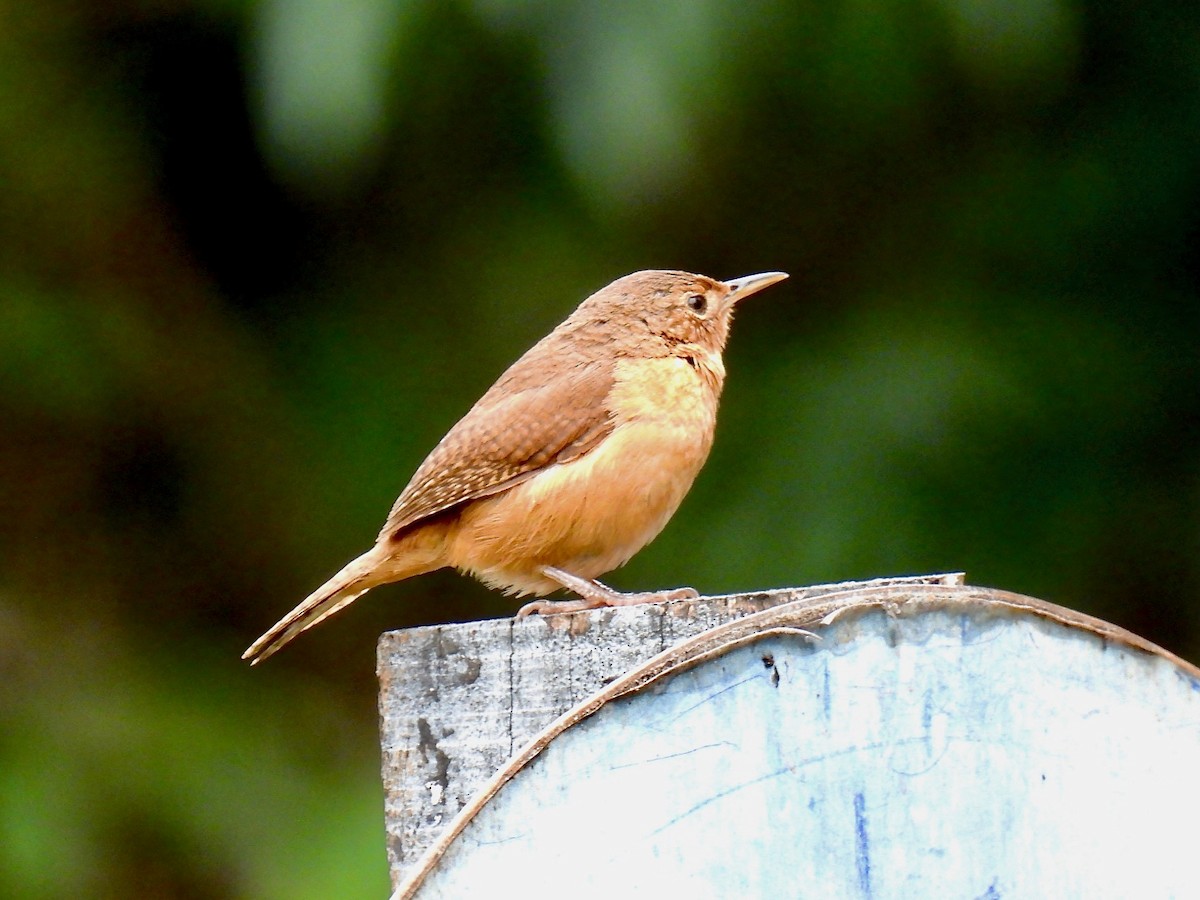 House Wren - ML622860831