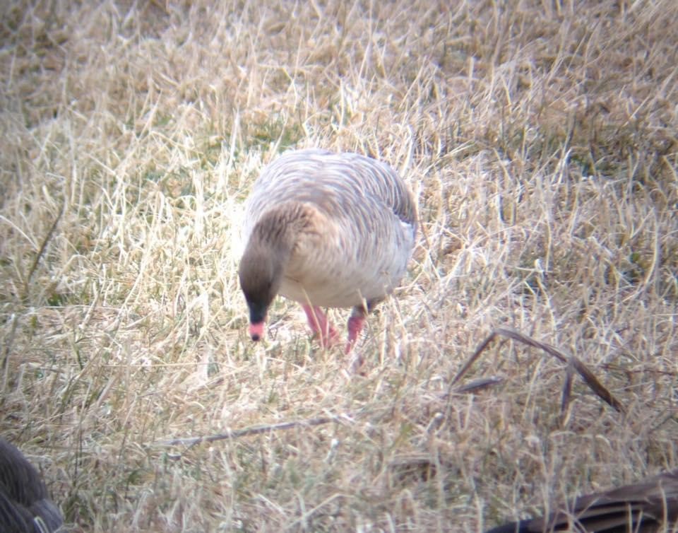 Pink-footed Goose - ML622860840