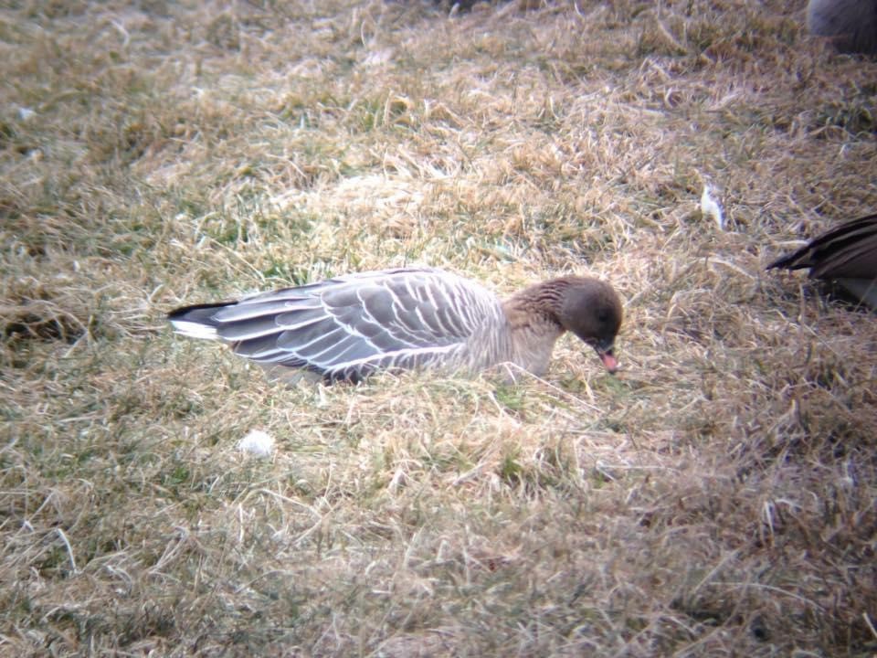 Pink-footed Goose - ML622860841