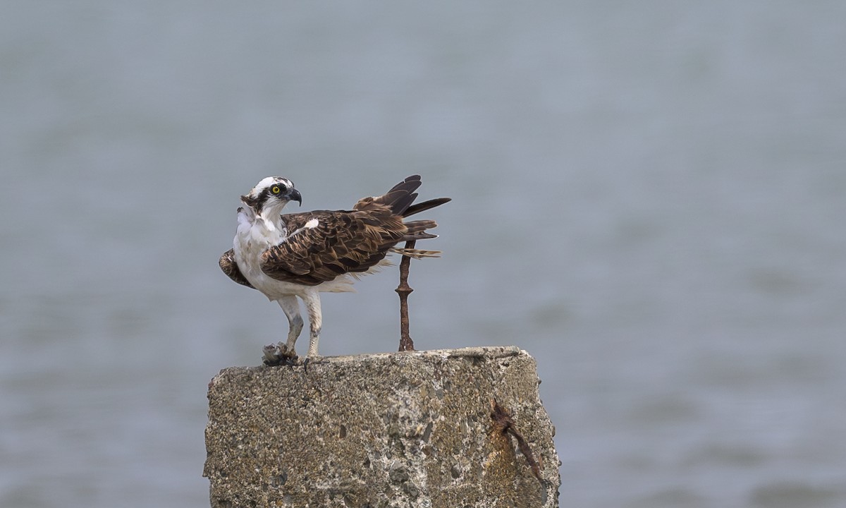 Balbuzard pêcheur - ML622860843