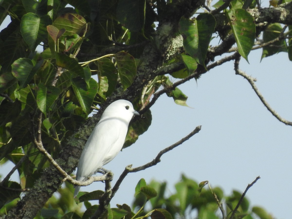 Snowy Cotinga - ML622860848