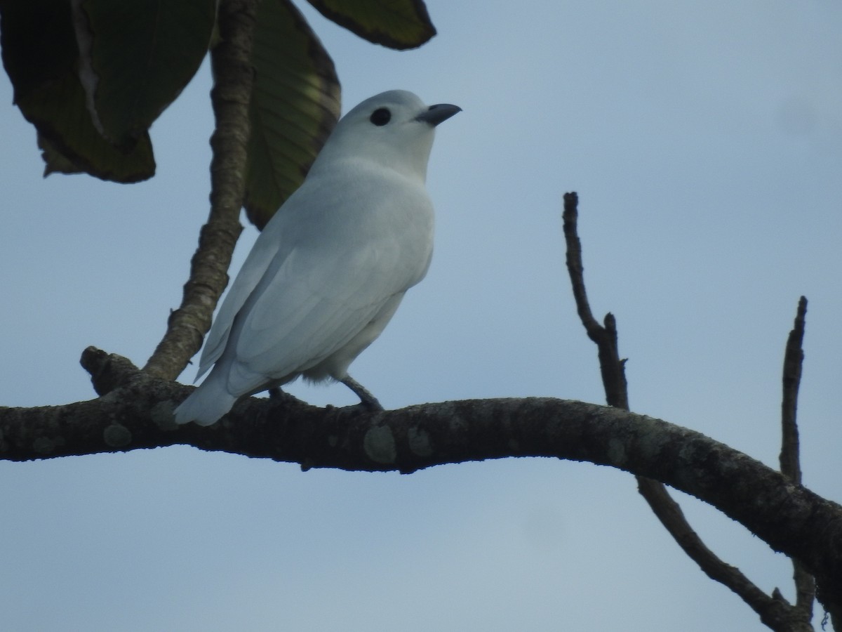 Snowy Cotinga - ML622860865