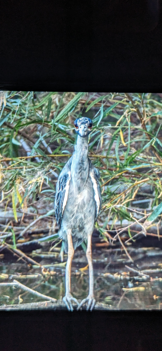 Yellow-crowned Night Heron - ML622861005