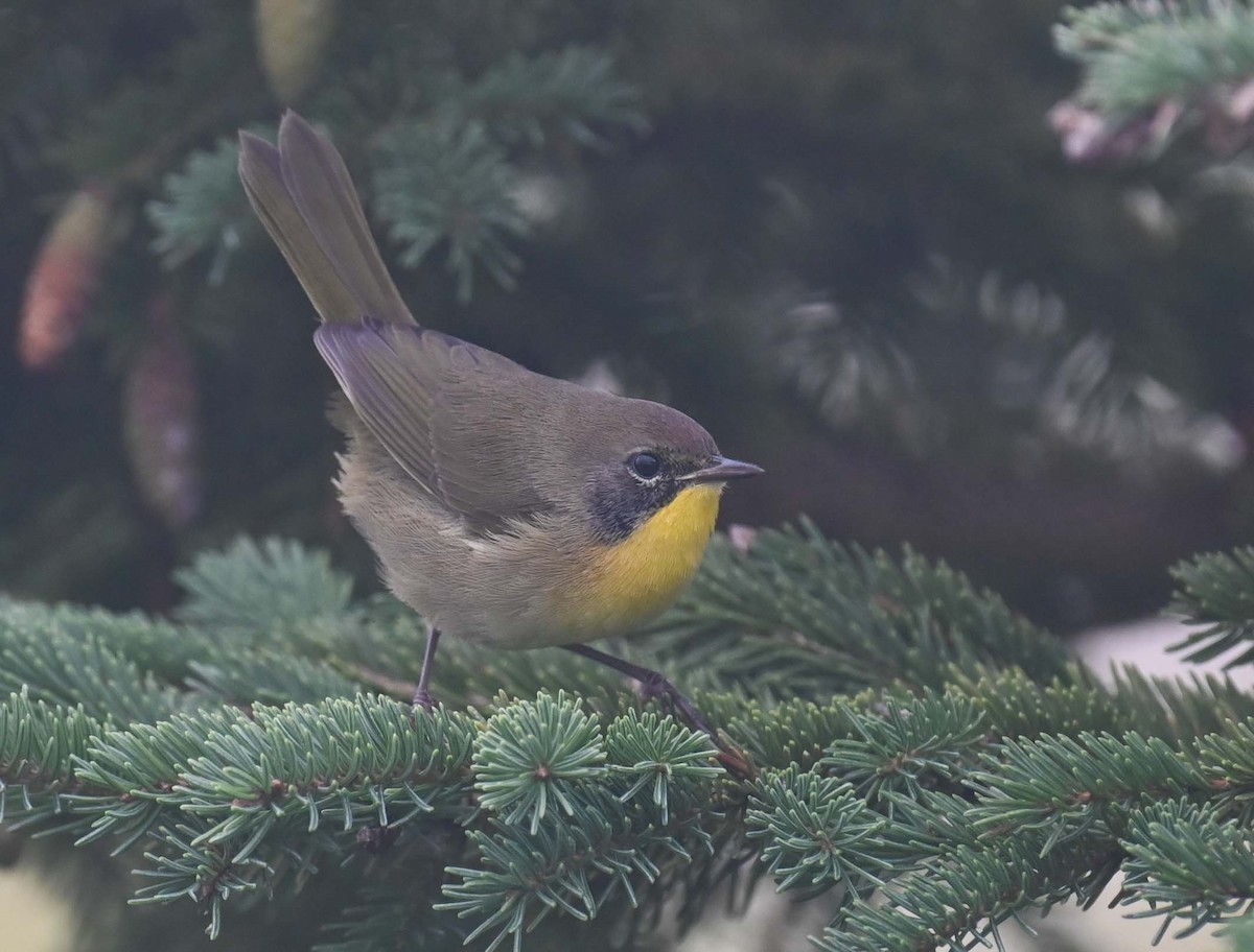 Common Yellowthroat - Kathy Marche