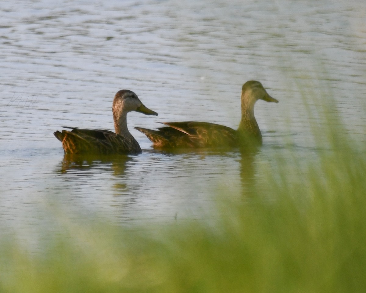 Mottled Duck - LeeAnn Hepler