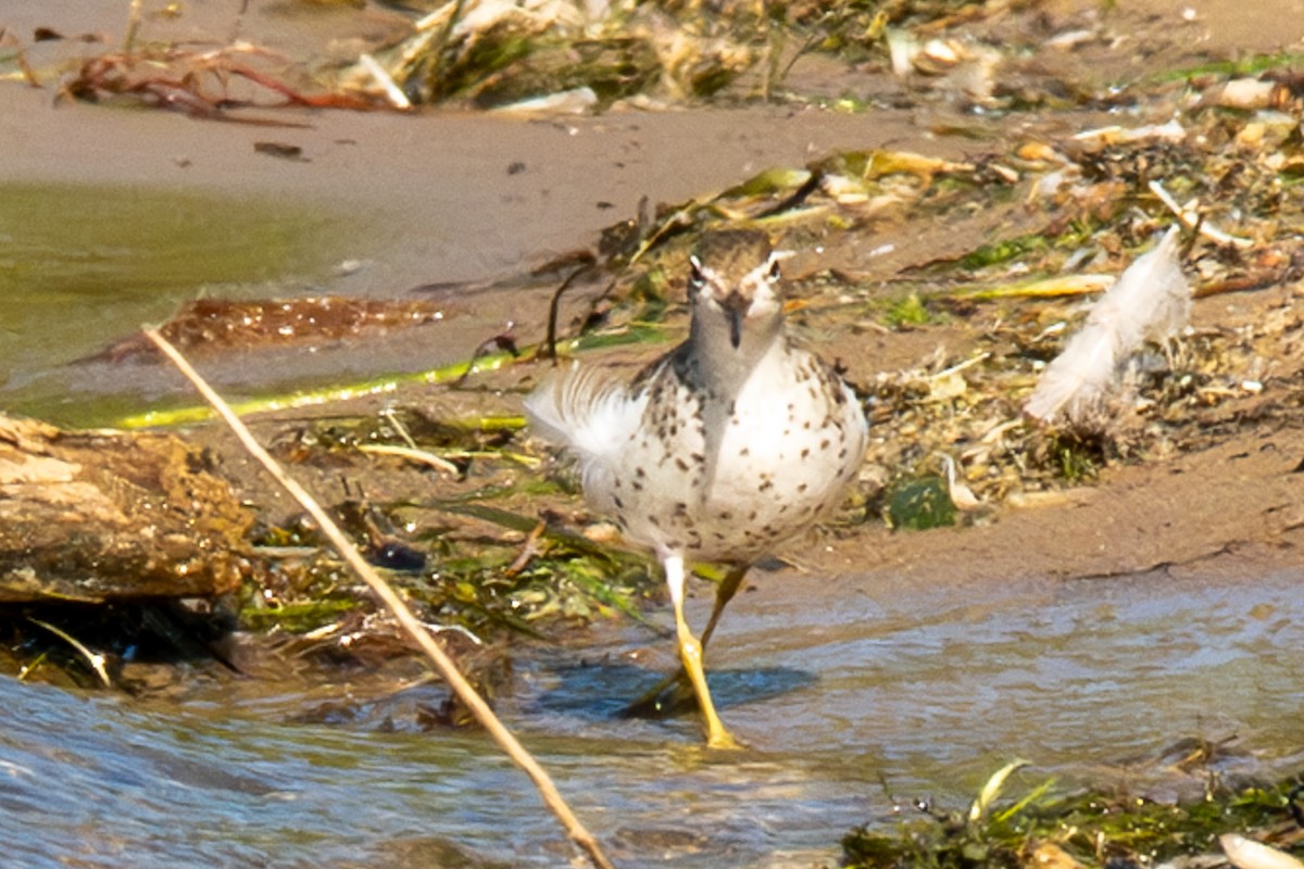 Spotted Sandpiper - Amy Kohlhepp