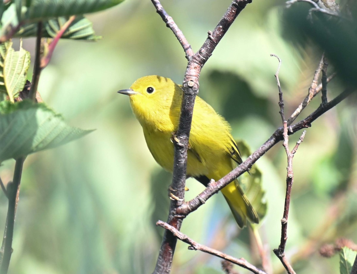 Yellow Warbler (Northern) - Kathy Marche