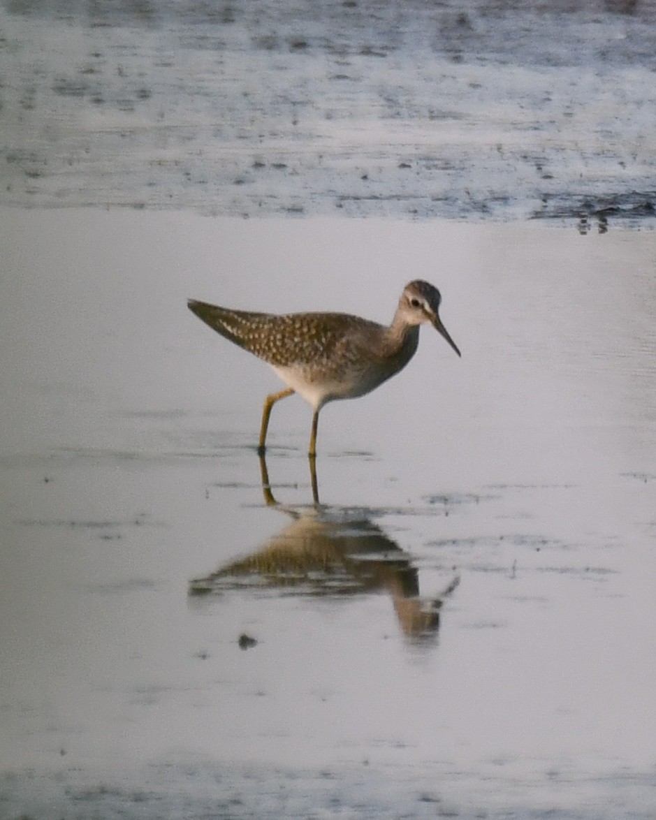 Lesser Yellowlegs - LeeAnn Hepler