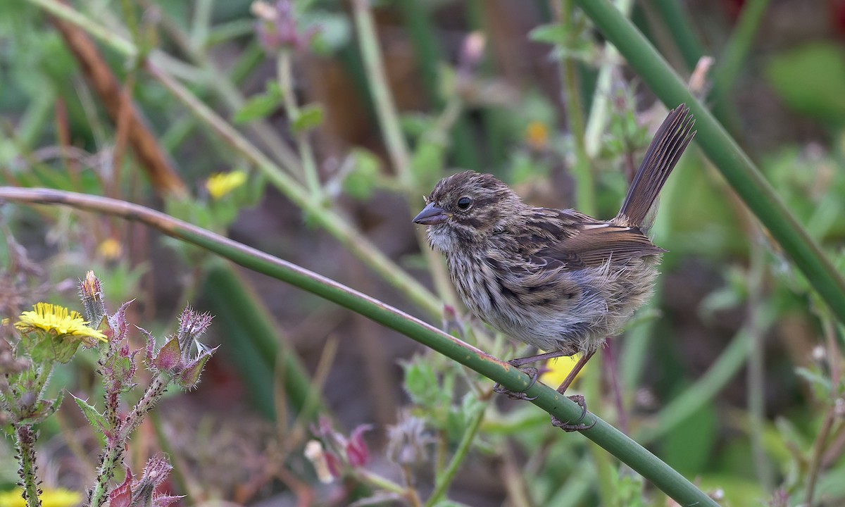 Song Sparrow - Becky Matsubara