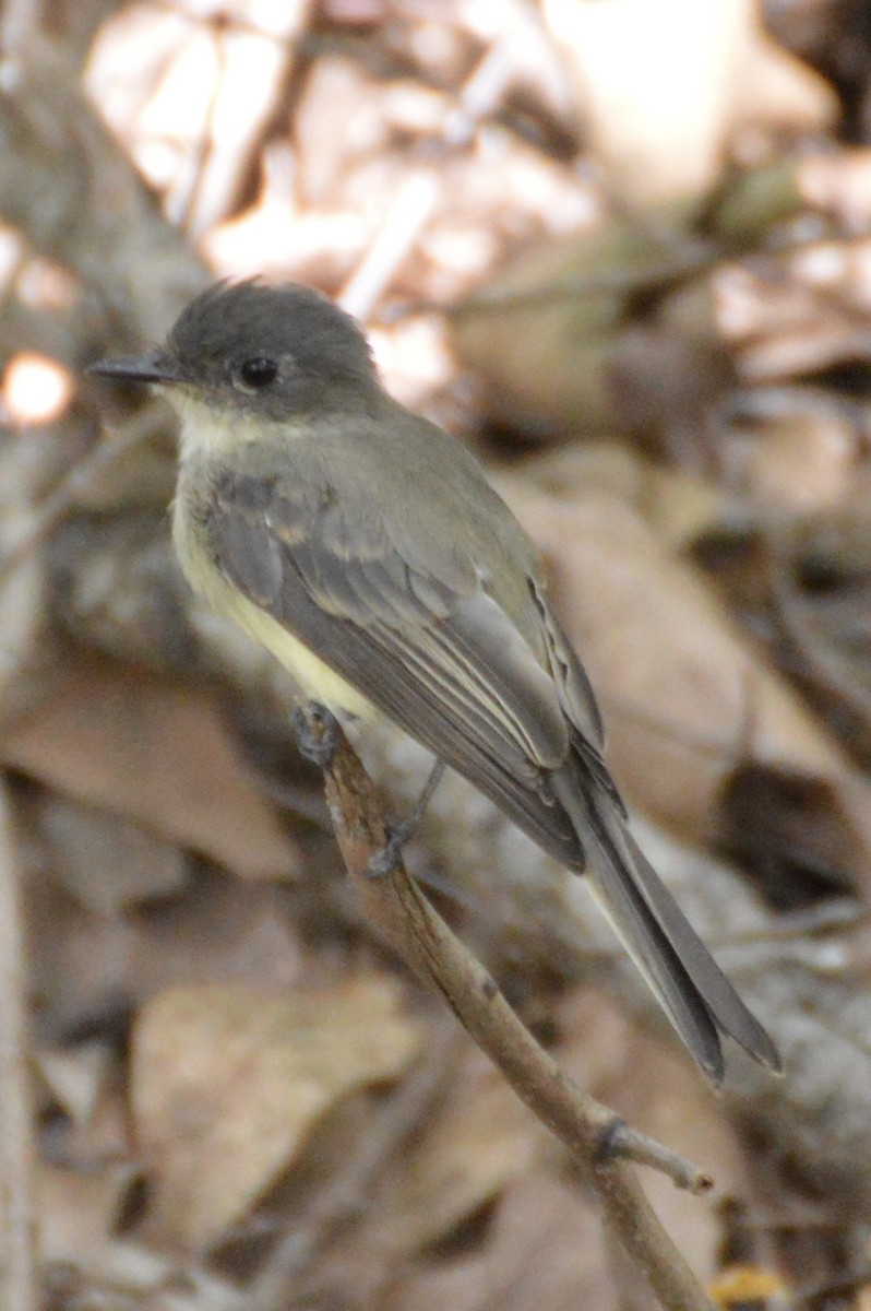 Eastern Phoebe - Caleb Glover