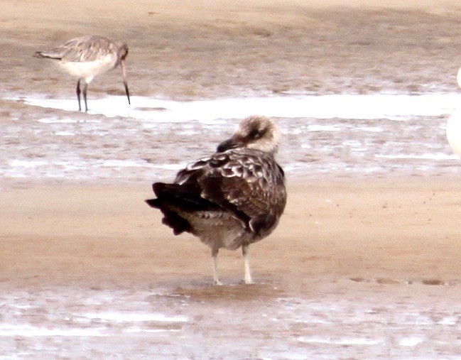 Gaviota Cocinera - ML622861147