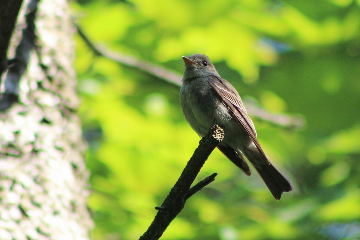 Eastern Wood-Pewee - ML622861149