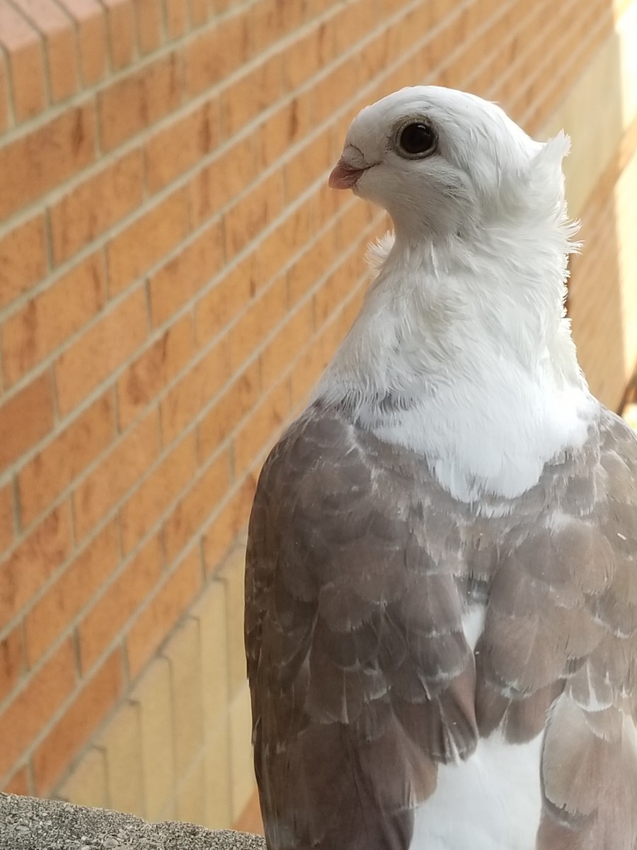 Piccione domestico - ML622861151