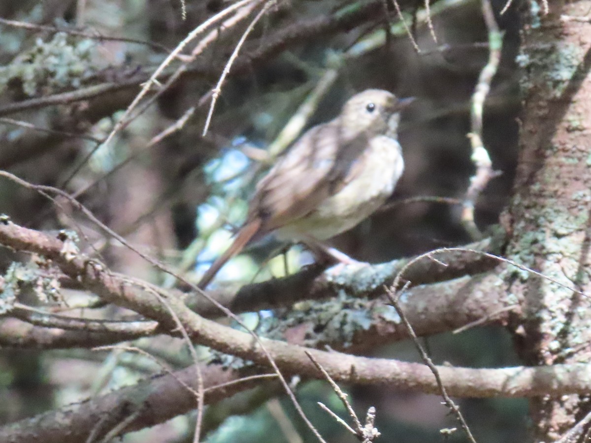 Hermit Thrush - ML622861181