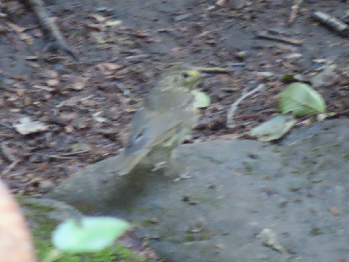Swainson's Thrush - ML622861243