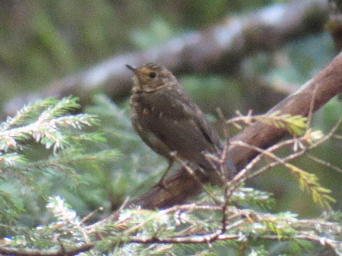 Swainson's Thrush - ML622861244