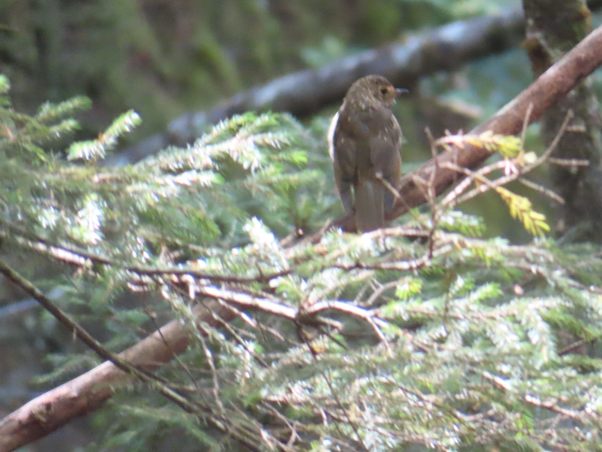 Swainson's Thrush - ML622861246